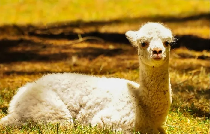 羊驼 高清 大尺寸 动物  羊驼