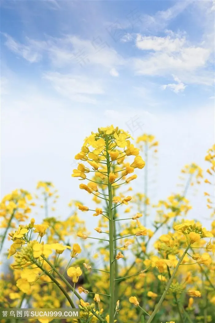 阳光油菜花图片海报