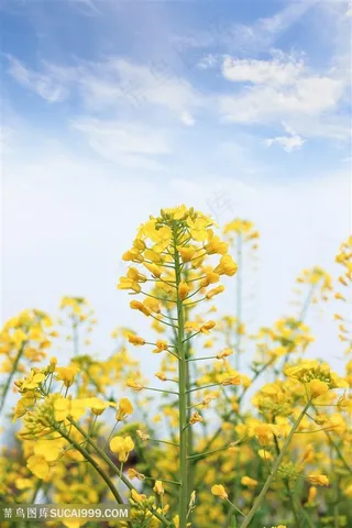 阳光油菜花图片海报