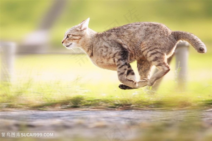 狂奔的可爱猫咪图片