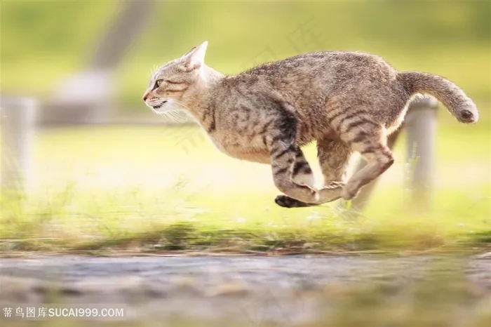 狂奔的可爱猫咪图片