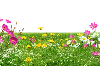 青草丛中的多种鲜花植物等免抠图片