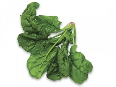 菠菜免抠(400x300)