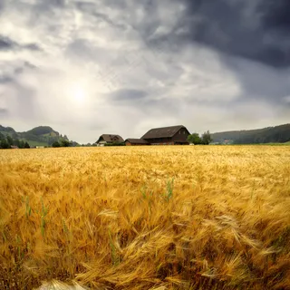 稻田风景素材图片下载