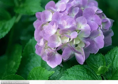 自然生物-漂亮的紫色花朵