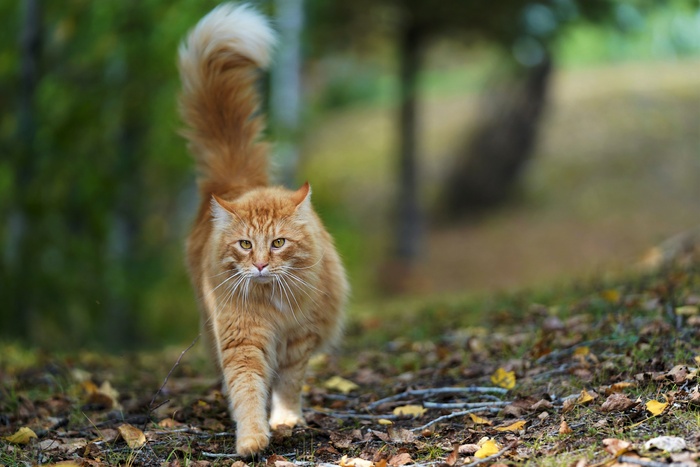可爱猫咪猫猫摄影素材