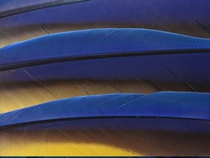 美丽的鸟类羽毛背景高清图片4