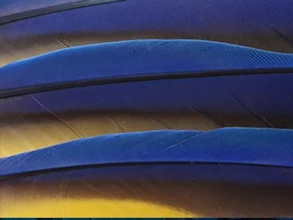 美丽的鸟类羽毛背景高清图片4