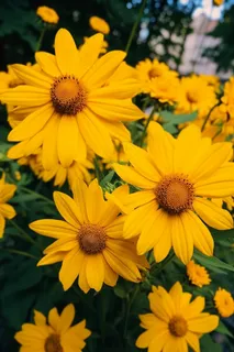 黄色花朵雏菊摄影图