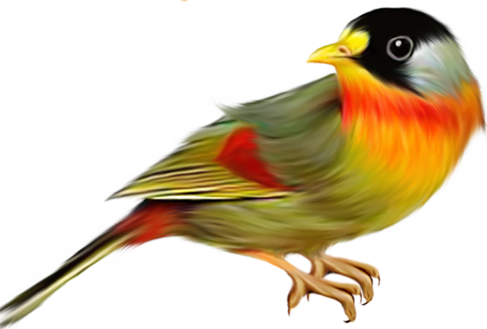 中国古风元素鸟