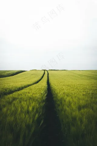 稻田绿色风光图片