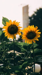 黄色向日葵摄影素材