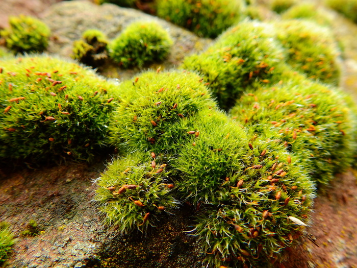 小清新苔藓植物图片