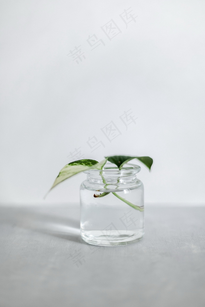 水养绿萝图片欣赏