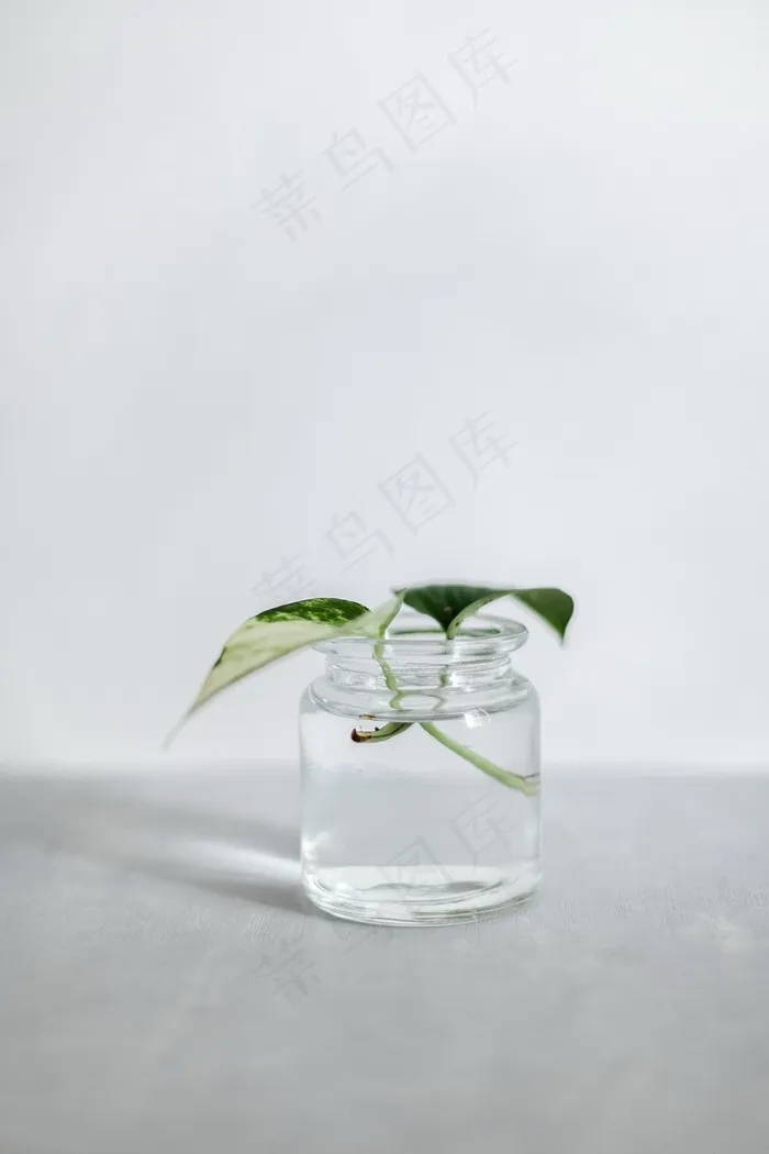 水养绿萝图片欣赏