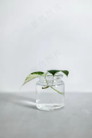 水养绿萝图片欣赏