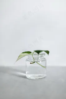 水养绿萝图片欣赏 水养绿萝图片欣赏