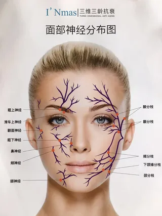 面部神经海报