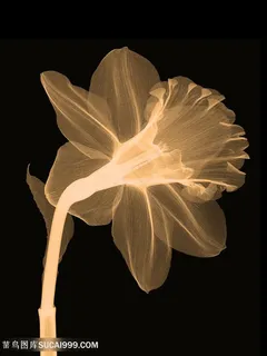 透明花卉时尚艺术装饰画