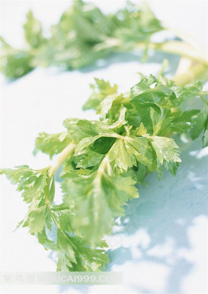 芹菜叶高清图片下载