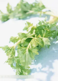 芹菜叶高清图片下载 芹菜叶高清图片下载
