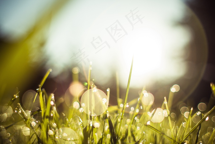 清晨露珠草地图片