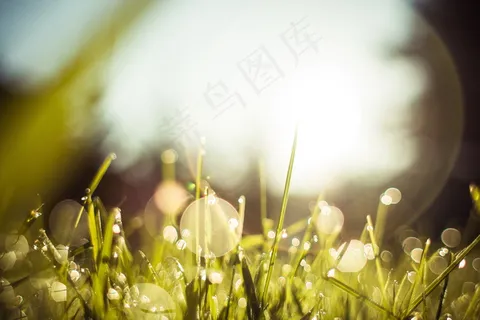 清晨露珠草地图片 清晨露珠草地图片