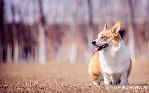 短腿狗狗图片 短腿狗狗图片