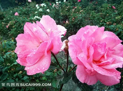 粉红色玫瑰花图片