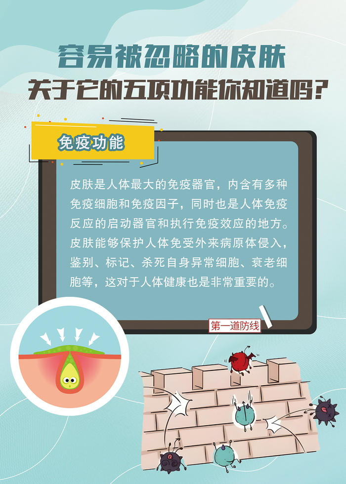 关于皮肤的功能知识海报