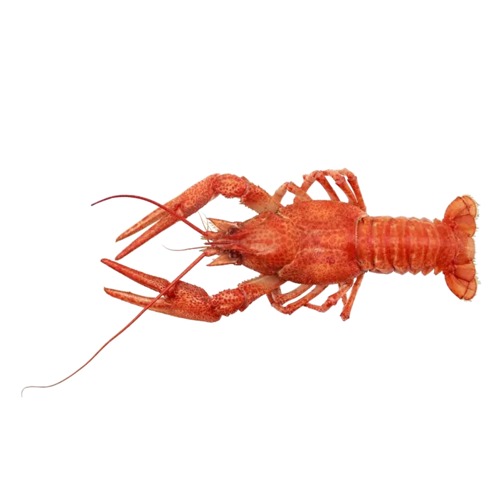 虾类(42)海鲜超市商品红酒白底图免抠实物摄影png格式图片透明底