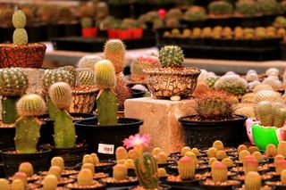 仙人掌花园图片