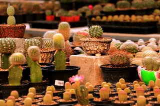 仙人掌花园图片