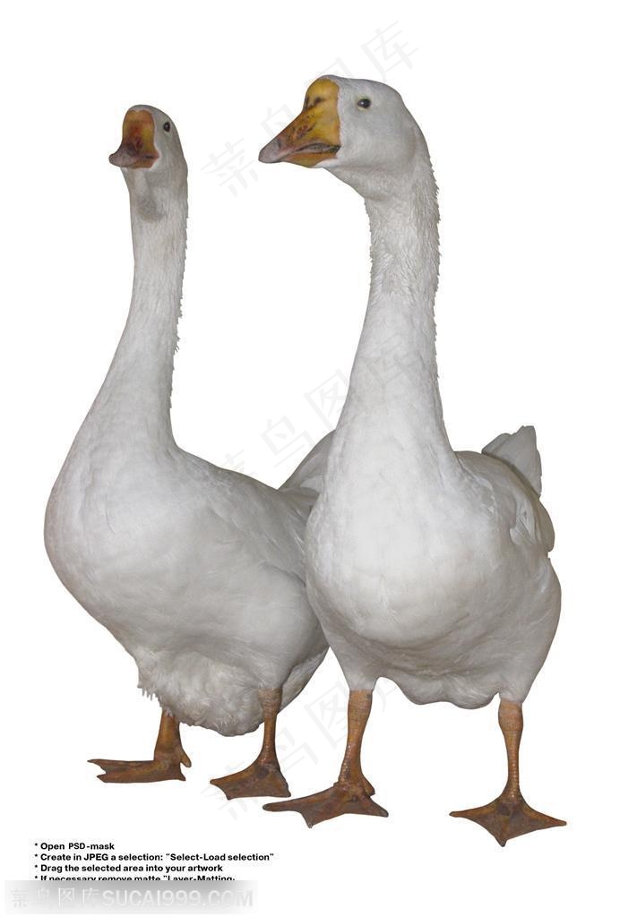 家禽家畜-两只可爱的天鹅