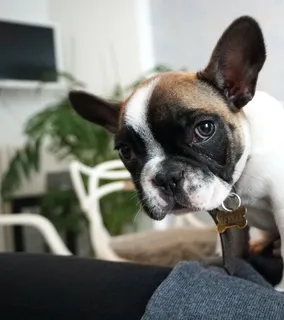 可爱小狗狗狗摄影素材