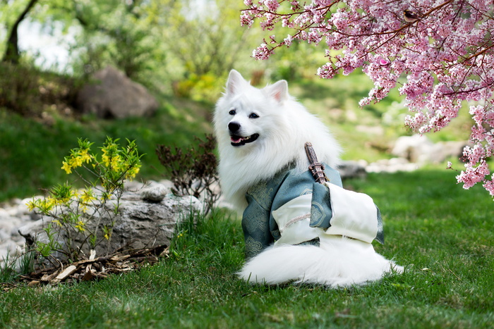 白色银狐犬图片