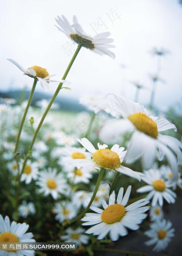 清新小菊花摄影