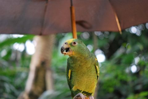 鹦鹉鸟类美图素材