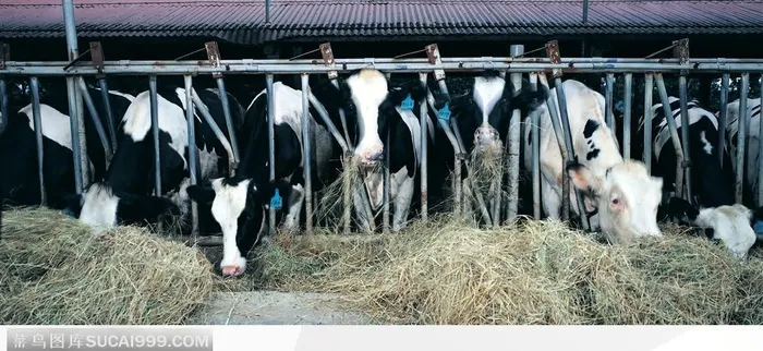 现代农业-圈养的奶牛