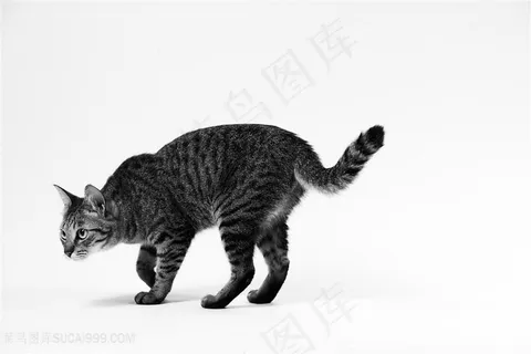 翘起尾巴的花猫咪图片