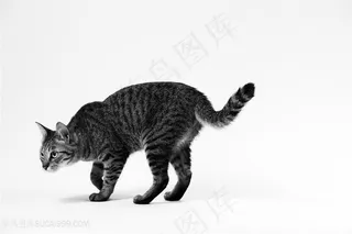 翘起尾巴的花猫咪图片