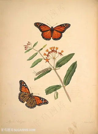 蝴蝶植物昆虫花枝复古图谱