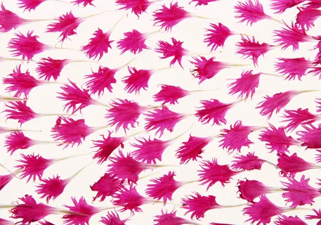 图片设计素材背景鸟语花香