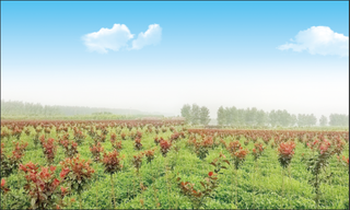 江海洋蓝天白云苗木背景