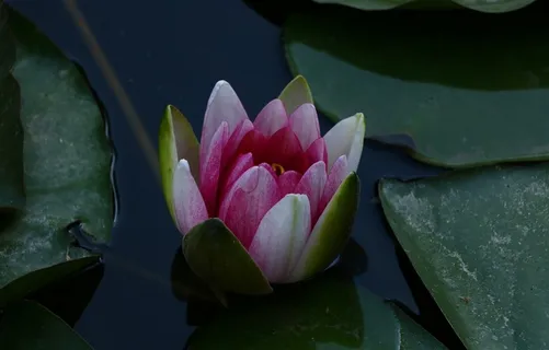 掩映在绿叶中的睡莲摄影图片