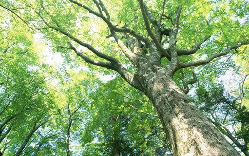 电脑壁纸、风景壁纸、特色风景、高清壁纸、桌面壁纸_133