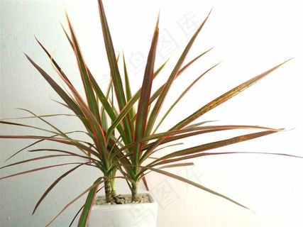 千年木花卉素材