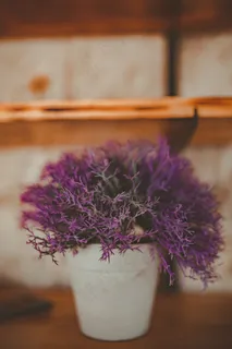 开红色花小盆栽图片