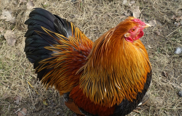 漂亮家养大公鸡图片