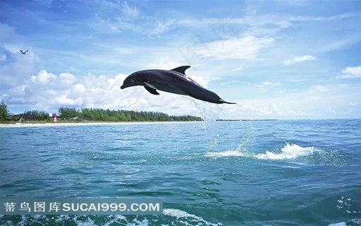 跃出水面的海豚摄影素材